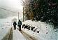 Lesi sotto la neve
