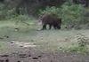 Toscana, alcuni animali della Tenuta San Rossore